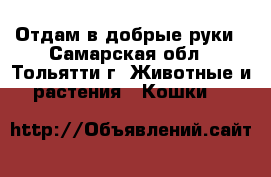 Отдам в добрые руки - Самарская обл., Тольятти г. Животные и растения » Кошки   